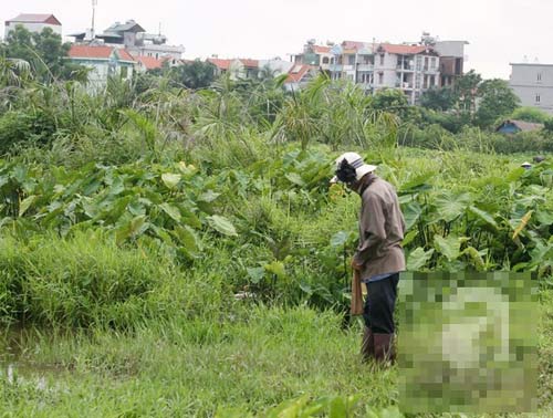 Hà Nội: Người dân rủ nhau đi săn đỉa bán với giá "khủng"  | Săn đỉa, Bắt đỉa, Hà Nội, Trung Quốc, Thương lái