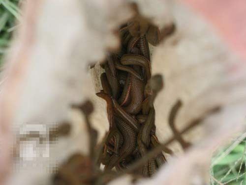 Hà Nội: Người dân rủ nhau đi săn đỉa bán với giá "khủng"  | Săn đỉa, Bắt đỉa, Hà Nội, Trung Quốc, Thương lái